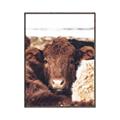 Picture of Snuggled Highland _GroupedProduct_Rectangle_Portrait_Photography _GroupedProduct_Rectangle_Portrait_Canvas_Framed_