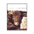 Picture of Snuggled Highland _GroupedProduct_Rectangle_Portrait_Photography _GroupedProduct_Rectangle_Portrait_Canvas_Framed_