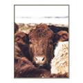 Picture of Snuggled Highland _GroupedProduct_Rectangle_Portrait_Photography _GroupedProduct_Rectangle_Portrait_Canvas_Framed_