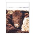 Picture of Snuggled Highland _GroupedProduct_Rectangle_Portrait_Photography _GroupedProduct_Rectangle_Portrait_Canvas_Framed_
