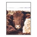Picture of Snuggled Highland _GroupedProduct_Rectangle_Portrait_Photography _GroupedProduct_Rectangle_Portrait_Canvas_Framed_