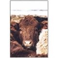 Picture of Snuggled Highland _GroupedProduct_Rectangle_Portrait_Photography _GroupedProduct_Rectangle_Portrait_Canvas_Framed_