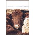Picture of Snuggled Highland _GroupedProduct_Rectangle_Portrait_Photography _GroupedProduct_Rectangle_Portrait_Canvas_Framed_