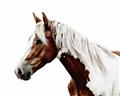 Picture of Spotted Horse _GroupedProduct_Rectangle_Landscape_Photography _GroupedProduct_Rectangle_Landscape_Unframed_Print_Only_