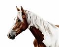 Picture of Spotted Horse _GroupedProduct_Rectangle_Landscape_Photography _GroupedProduct_Rectangle_Landscape_Unframed_Print_Only_
