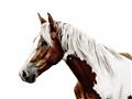 Picture of Spotted Horse _GroupedProduct_Rectangle_Landscape_Photography _GroupedProduct_Rectangle_Landscape_Unframed_Print_Only_