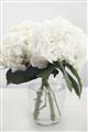 Picture of Hydrangea Bouquet _GroupedProduct_Rectangle_Portrait_Photography _GroupedProduct_Rectangle_Portrait_Unframed_Print_Only_