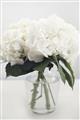 Picture of Hydrangea Bouquet _GroupedProduct_Rectangle_Portrait_Photography _GroupedProduct_Rectangle_Portrait_Unframed_Print_Only_
