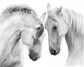 Picture of Face Off Horses _GroupedProduct_Rectangle_Landscape_Photography _GroupedProduct_Rectangle_Landscape_Unframed_Print_Only_