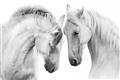 Picture of Face Off Horses _GroupedProduct_Rectangle_Landscape_Photography _GroupedProduct_Rectangle_Landscape_Unframed_Print_Only_