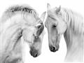 Picture of Face Off Horses _GroupedProduct_Rectangle_Landscape_Photography _GroupedProduct_Rectangle_Landscape_Unframed_Print_Only_