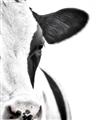 Picture of Side Cow _GroupedProduct_Rectangle_Portrait_Photography _GroupedProduct_Rectangle_Portrait_Unframed_Print_Only_