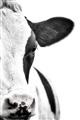 Picture of Side Cow _GroupedProduct_Rectangle_Portrait_Photography _GroupedProduct_Rectangle_Portrait_Unframed_Print_Only_