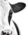 Picture of Side Cow _GroupedProduct_Rectangle_Portrait_Photography _GroupedProduct_Rectangle_Portrait_Unframed_Print_Only_