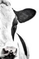Picture of Side Cow _GroupedProduct_Rectangle_Portrait_Photography _GroupedProduct_Rectangle_Portrait_Unframed_Print_Only_