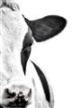 Picture of Side Cow _GroupedProduct_Rectangle_Portrait_Photography _GroupedProduct_Rectangle_Portrait_Unframed_Print_Only_