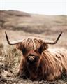 Picture of Furry Brown Cow _GroupedProduct_Rectangle_Portrait_Photography _GroupedProduct_Rectangle_Portrait_Unframed_Print_Only_
