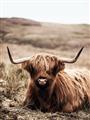 Picture of Furry Brown Cow _GroupedProduct_Rectangle_Portrait_Photography _GroupedProduct_Rectangle_Portrait_Unframed_Print_Only_