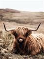 Picture of Furry Brown Cow _GroupedProduct_Rectangle_Portrait_Photography _GroupedProduct_Rectangle_Portrait_Unframed_Print_Only_