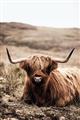 Picture of Furry Brown Cow _GroupedProduct_Rectangle_Portrait_Photography _GroupedProduct_Rectangle_Portrait_Unframed_Print_Only_