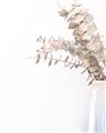 Picture of Nautral Eucalyptus  _GroupedProduct_Rectangle_Portrait_Photography _GroupedProduct_Rectangle_Portrait_Unframed_Print_Only_