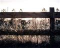 Picture of Farm Fence _GroupedProduct_Rectangle_Landscape_Photography _GroupedProduct_Rectangle_Landscape_Unframed_Print_Only_