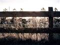 Picture of Farm Fence _GroupedProduct_Rectangle_Landscape_Photography _GroupedProduct_Rectangle_Landscape_Unframed_Print_Only_