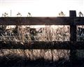 Picture of Farm Fence _GroupedProduct_Rectangle_Landscape_Photography _GroupedProduct_Rectangle_Landscape_Unframed_Print_Only_