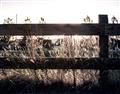 Picture of Farm Fence _GroupedProduct_Rectangle_Landscape_Photography _GroupedProduct_Rectangle_Landscape_Unframed_Print_Only_