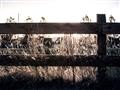 Picture of Farm Fence _GroupedProduct_Rectangle_Landscape_Photography _GroupedProduct_Rectangle_Landscape_Unframed_Print_Only_