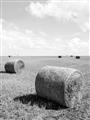 Picture of Hay Bail _GroupedProduct_Rectangle_Portrait_Photography _GroupedProduct_Rectangle_Portrait_Unframed_Print_Only_
