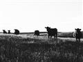 Picture of Cow Field  _GroupedProduct_Rectangle_Landscape_Photography _GroupedProduct_Rectangle_Landscape_Unframed_Print_Only_