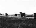 Picture of Cow Field  _GroupedProduct_Rectangle_Landscape_Photography _GroupedProduct_Rectangle_Landscape_Unframed_Print_Only_