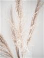 Picture of Whispy Pampas _GroupedProduct_Rectangle_Portrait_Photography _GroupedProduct_Rectangle_Portrait_Unframed_Print_Only_