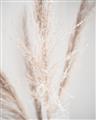 Picture of Whispy Pampas _GroupedProduct_Rectangle_Portrait_Photography _GroupedProduct_Rectangle_Portrait_Unframed_Print_Only_