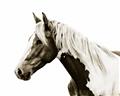 Picture of Spotted Horse _GroupedProduct_Rectangle_Landscape_Photography _GroupedProduct_Rectangle_Landscape_Unframed_Print_Only_