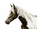 Picture of Spotted Horse _GroupedProduct_Rectangle_Landscape_Photography _GroupedProduct_Rectangle_Landscape_Unframed_Print_Only_