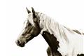 Picture of Spotted Horse _GroupedProduct_Rectangle_Landscape_Photography _GroupedProduct_Rectangle_Landscape_Unframed_Print_Only_