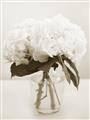 Picture of Hydrangea Bouquet _GroupedProduct_Rectangle_Portrait_Photography _GroupedProduct_Rectangle_Portrait_Unframed_Print_Only_