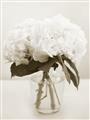 Picture of Hydrangea Bouquet _GroupedProduct_Rectangle_Portrait_Photography _GroupedProduct_Rectangle_Portrait_Unframed_Print_Only_