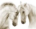 Picture of Face Off Horses _GroupedProduct_Rectangle_Landscape_Photography _GroupedProduct_Rectangle_Landscape_Unframed_Print_Only_