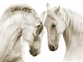Picture of Face Off Horses _GroupedProduct_Rectangle_Landscape_Photography _GroupedProduct_Rectangle_Landscape_Unframed_Print_Only_