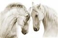 Picture of Face Off Horses _GroupedProduct_Rectangle_Landscape_Photography _GroupedProduct_Rectangle_Landscape_Unframed_Print_Only_