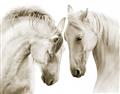Picture of Face Off Horses _GroupedProduct_Rectangle_Landscape_Photography _GroupedProduct_Rectangle_Landscape_Unframed_Print_Only_