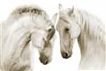 Picture of Face Off Horses _GroupedProduct_Rectangle_Landscape_Photography _GroupedProduct_Rectangle_Landscape_Unframed_Print_Only_