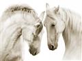 Picture of Face Off Horses _GroupedProduct_Rectangle_Landscape_Photography _GroupedProduct_Rectangle_Landscape_Unframed_Print_Only_