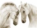 Picture of Face Off Horses _GroupedProduct_Rectangle_Landscape_Photography _GroupedProduct_Rectangle_Landscape_Unframed_Print_Only_
