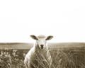 Picture of Field Sheep  _GroupedProduct_Rectangle_Landscape_Photography _GroupedProduct_Rectangle_Landscape_Unframed_Print_Only_