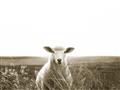 Picture of Field Sheep  _GroupedProduct_Rectangle_Landscape_Photography _GroupedProduct_Rectangle_Landscape_Unframed_Print_Only_