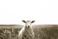 Picture of Field Sheep  _GroupedProduct_Rectangle_Landscape_Photography _GroupedProduct_Rectangle_Landscape_Unframed_Print_Only_